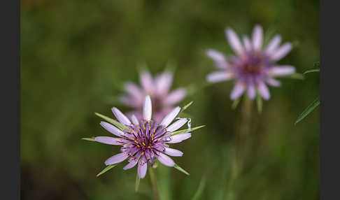 Haferwurzel (Tragopogon porrifolius)