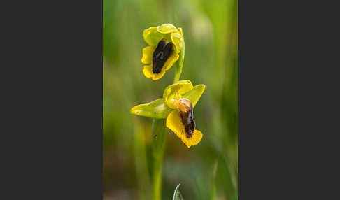 Gelbe Ragwurz (Ophrys lutea)