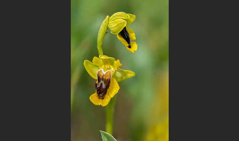 Gelbe Ragwurz (Ophrys lutea)