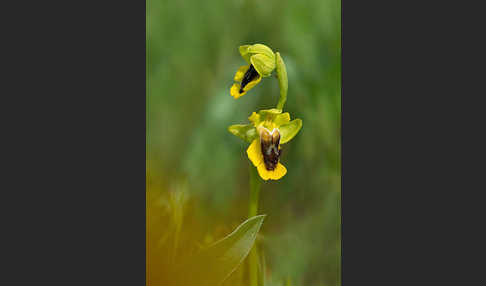 Gelbe Ragwurz (Ophrys lutea)