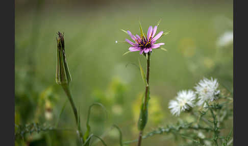 Haferwurzel (Tragopogon porrifolius)