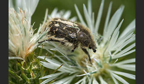 Zottige Rosenkäfer (Tropinota hirta)