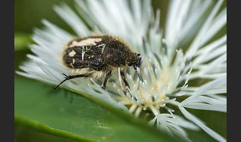 Zottige Rosenkäfer (Tropinota hirta)