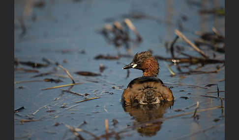 Zwergtaucher (Tachybaptus ruficollis)