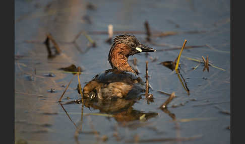 Zwergtaucher (Tachybaptus ruficollis)