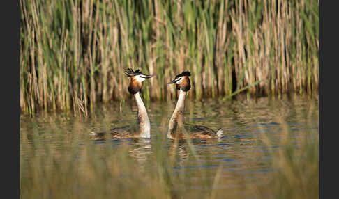 Haubentaucher (Podiceps cristatus)