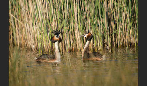 Haubentaucher (Podiceps cristatus)