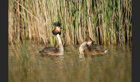 Haubentaucher (Podiceps cristatus)