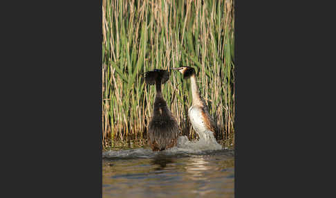 Haubentaucher (Podiceps cristatus)