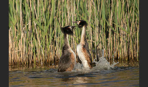 Haubentaucher (Podiceps cristatus)