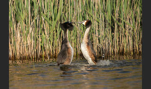 Haubentaucher (Podiceps cristatus)