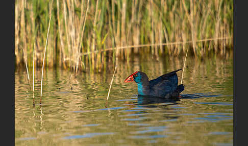 Purpurhuhn (Porphyrio porphyrio)