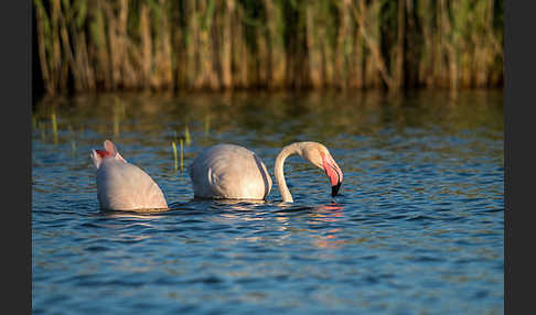 Rosaflamingo (Phoenicopterus roseus)