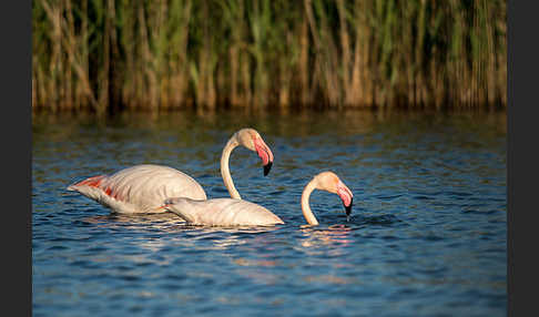 Rosaflamingo (Phoenicopterus roseus)