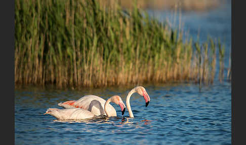 Rosaflamingo (Phoenicopterus roseus)