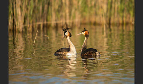 Haubentaucher (Podiceps cristatus)