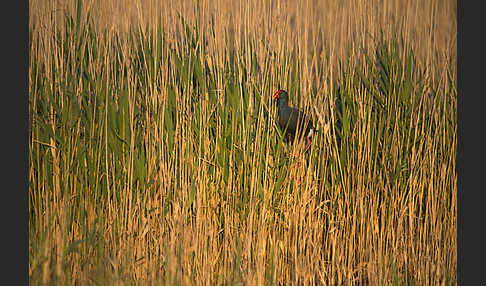 Purpurhuhn (Porphyrio porphyrio)