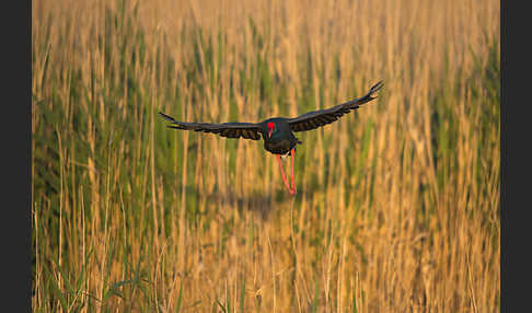 Purpurhuhn (Porphyrio porphyrio)