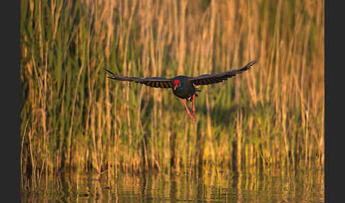 Purpurhuhn (Porphyrio porphyrio)