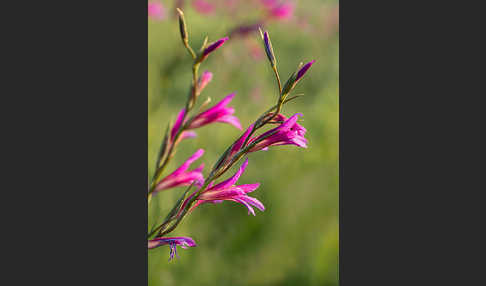 Saat Siegwurz (Gladiolus italicus)