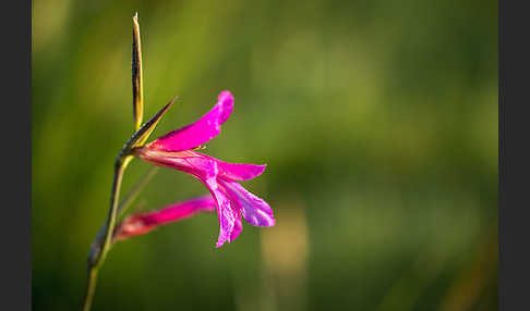 Saat Siegwurz (Gladiolus italicus)