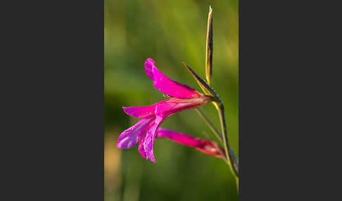 Saat Siegwurz (Gladiolus italicus)