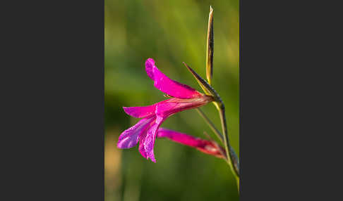 Saat Siegwurz (Gladiolus italicus)