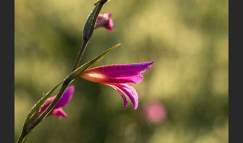 Saat Siegwurz (Gladiolus italicus)