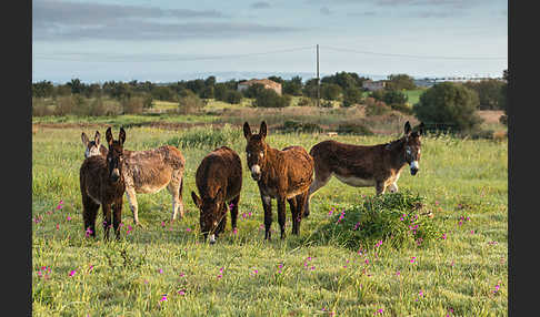 Hausesel (Equus asinus)