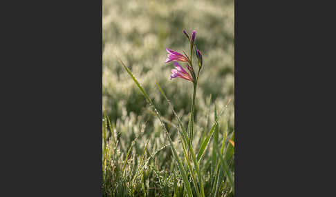 Saat Siegwurz (Gladiolus italicus)