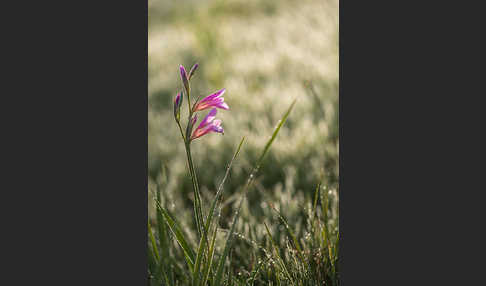 Saat Siegwurz (Gladiolus italicus)