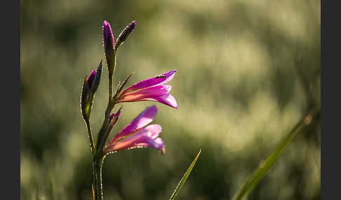 Saat Siegwurz (Gladiolus italicus)