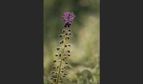 Schopfige Traubenhyazinthe (Muscari comosum)