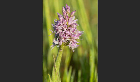 Italienisches Knabenkraut (Orchis italica)