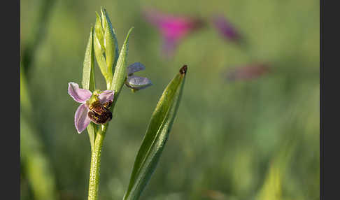 Bienen-Ragwurz (Ophrys apifera)