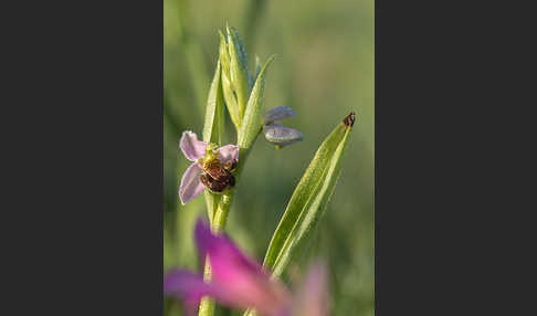 Bienen-Ragwurz (Ophrys apifera)