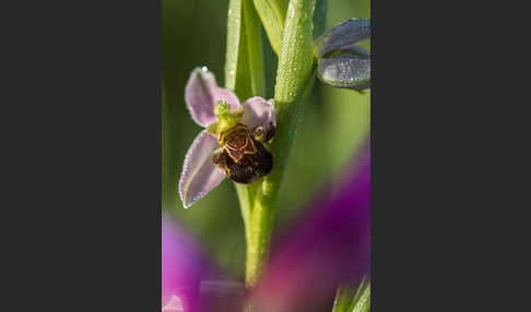 Bienen-Ragwurz (Ophrys apifera)