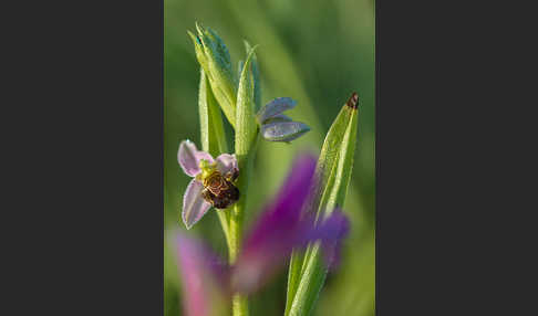 Bienen-Ragwurz (Ophrys apifera)