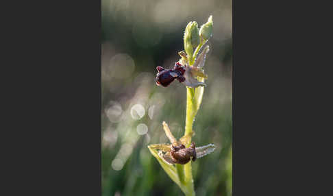 Schwarze Ragwurz (Ophrys incubacea)