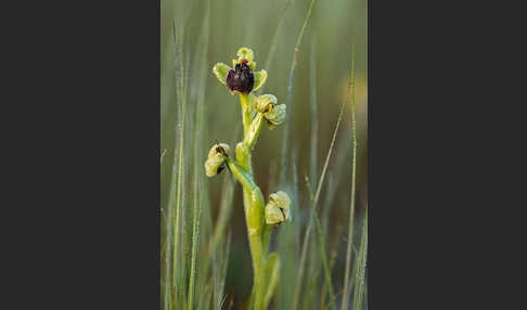 Drohnen-Ragwurz (Ophrys bombyliflora)