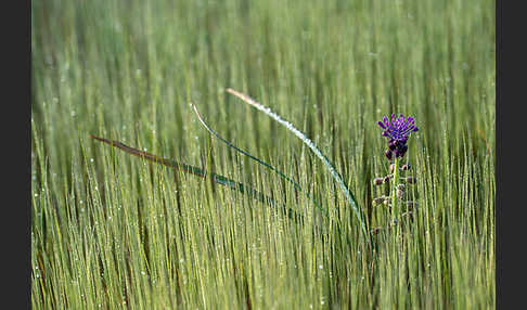 Schopfige Traubenhyazinthe (Muscari comosum)