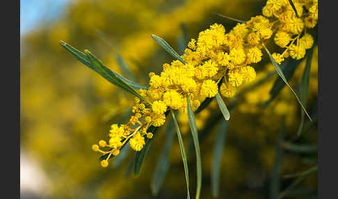 Weidenblatt-Akazie (Acacia saligna)