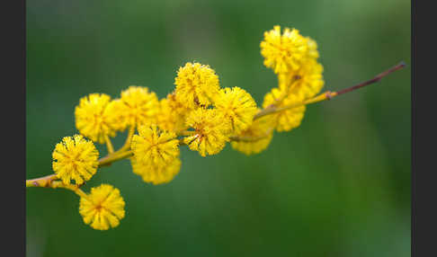 Weidenblatt-Akazie (Acacia saligna)