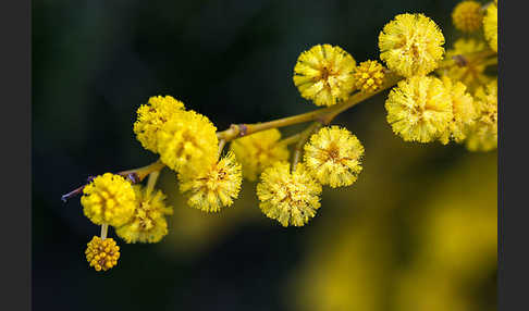 Weidenblatt-Akazie (Acacia saligna)