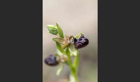 Schwarze Ragwurz (Ophrys incubacea)