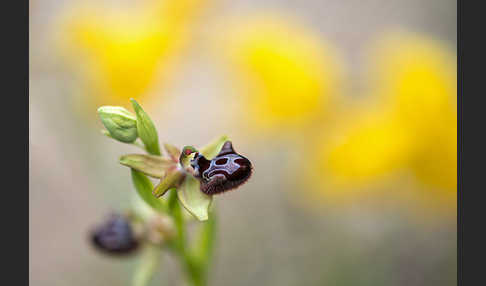 Schwarze Ragwurz (Ophrys incubacea)