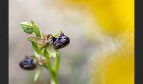 Schwarze Ragwurz (Ophrys incubacea)