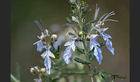 Strauchige Gamander (Teucrium fruticans)