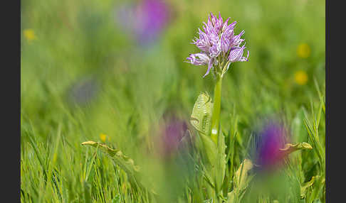 Italienisches Knabenkraut (Orchis italica)