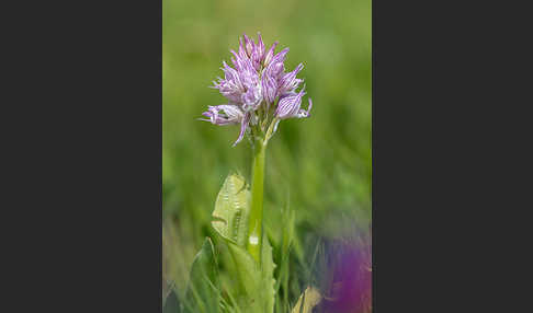 Italienisches Knabenkraut (Orchis italica)